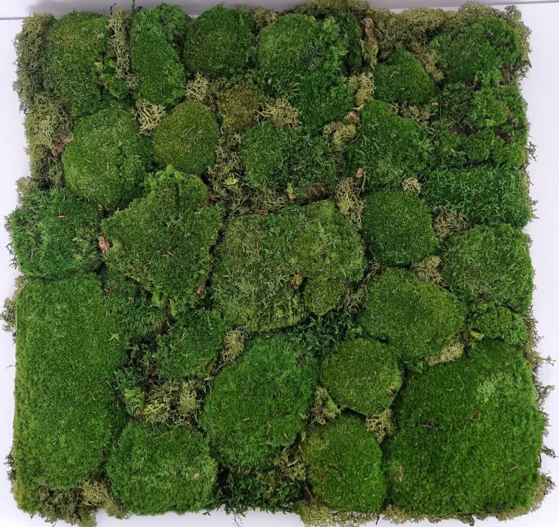 Mi Jardín Vertical Musgo Preservado Cuadro Vegetal 23 x 23 cm (Soho) :  : Jardín